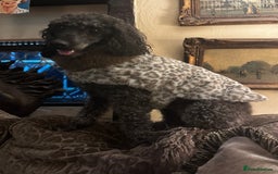 Poodle dogs for sale: Miniature silver poodle 3 years  - Advert 1