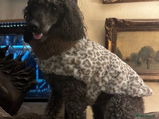 Poodle dogs for sale: Miniature silver poodle 3 years - Advert 1