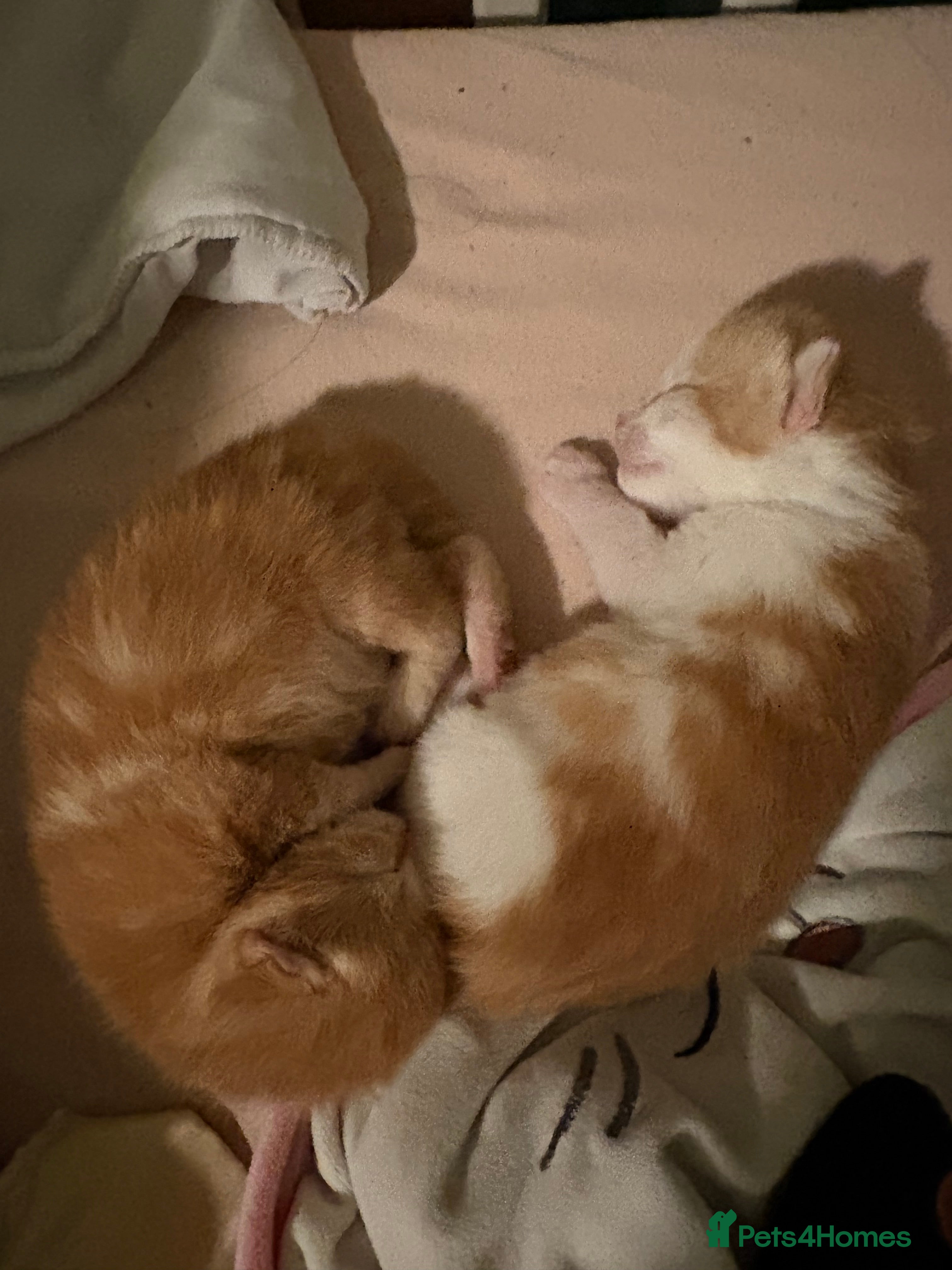 Mixed Breed cats Both reserved. No longer available.  - Advert 3