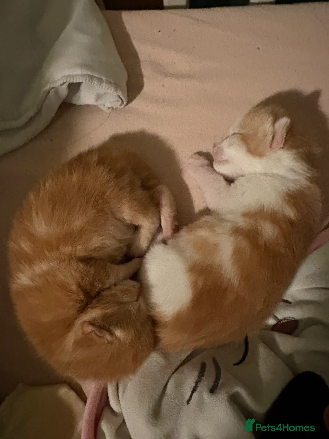 Mixed Breed cats for sale: Two gorgeous Ginger boys  - Advert 4
