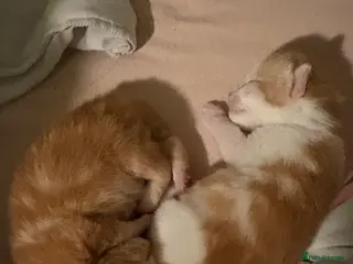 Mixed Breed cats Both reserved. No longer available. - Advert 3