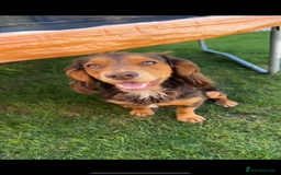 Cocker Spaniel dogs for sale: Working cocker spaniels - Image 10