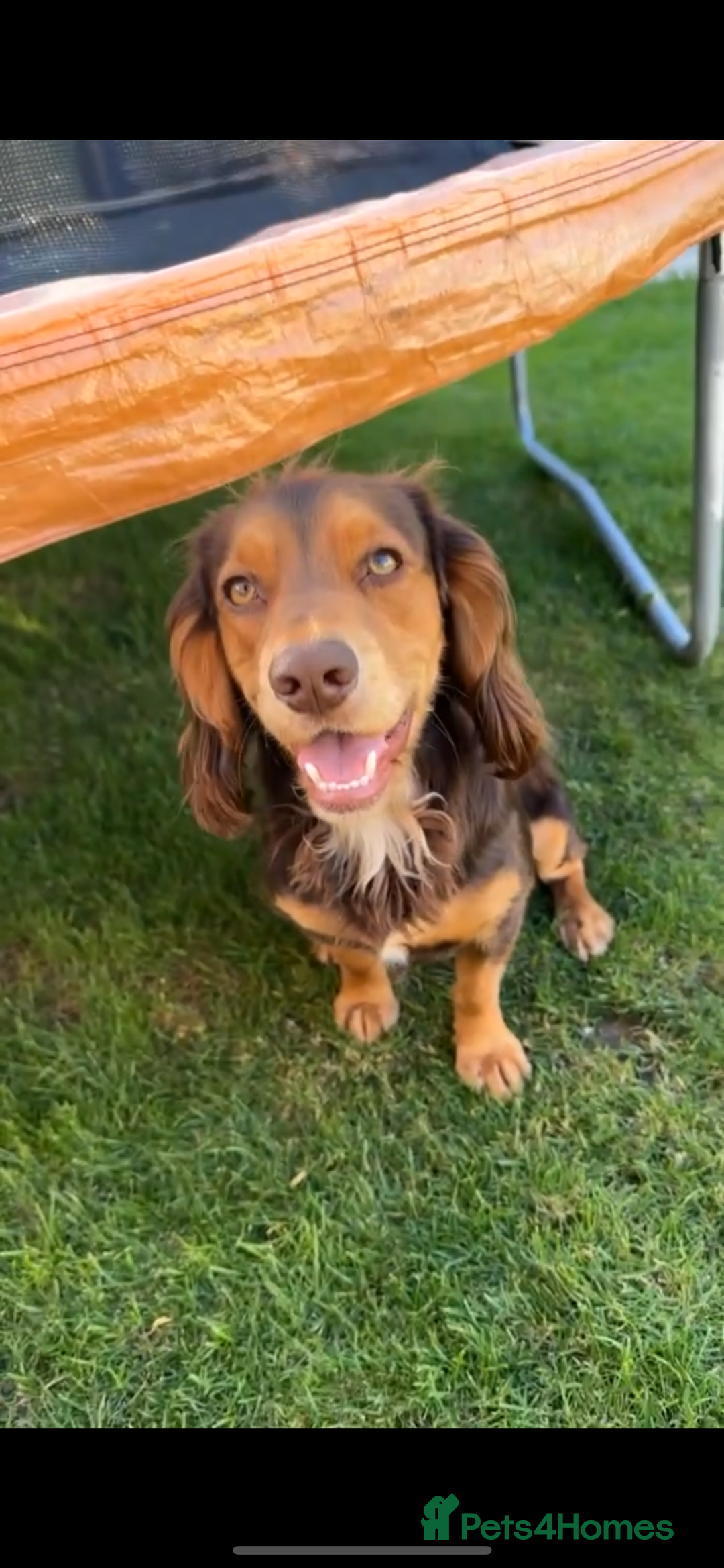Cocker Spaniel dogs for sale: Working cocker spaniels - Image 10
