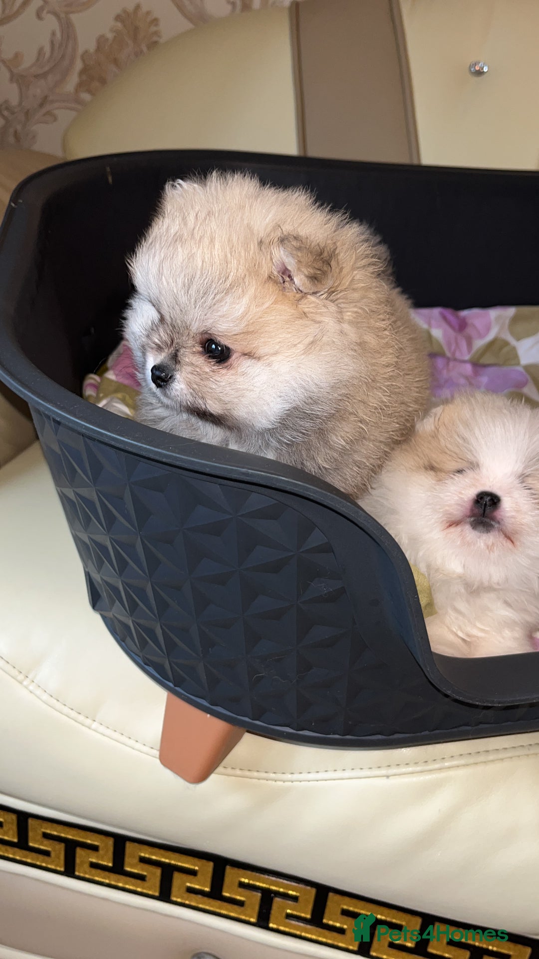 Pomeranian dogs for sale: Kc Reg Pomeranian Pups - Advert 4