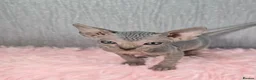 Sphynx cats for sale: 🐾 Gorgeous Sphynx Kittens – Reservations Open! 🐾 - Advert 27