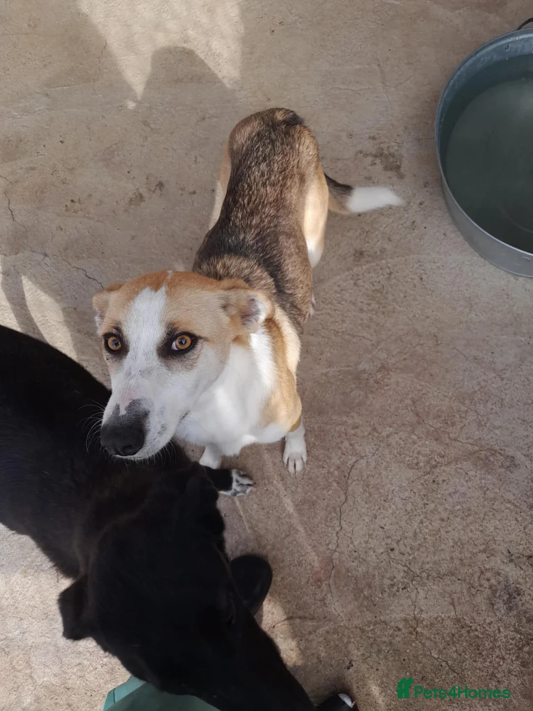 Mixed Breed dogs for adoption: Zelda, 3 yrs old approx. Available for adoption. - Advert 4