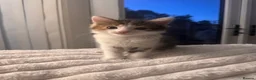 Mixed Breed cats for sale: Beautiful Tortoiseshell & Black & White Kittens - Advert 7