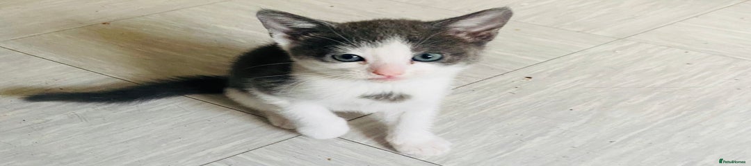 Domestic Shorthair Kitten 1