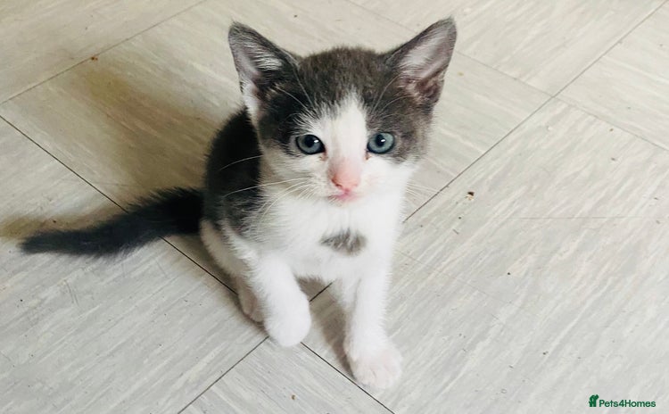 Domestic Shorthair cats - Advert 13