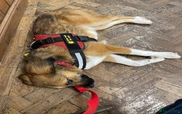 Mixed Breed dogs for adoption: Flo would love a new home 🙏 - Image 4