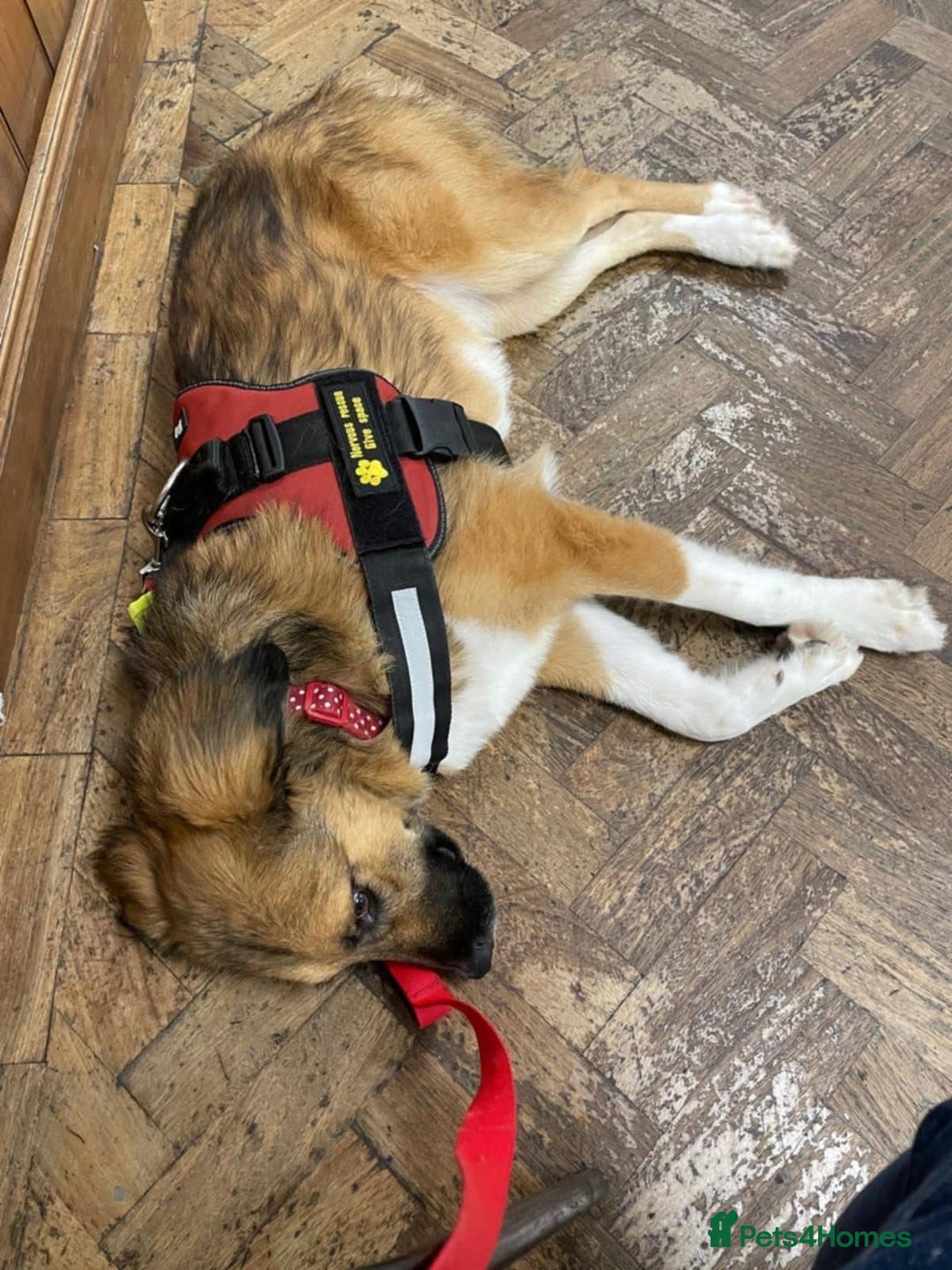 Mixed Breed dogs for adoption: Flo would love a new home 🙏 - Image 4