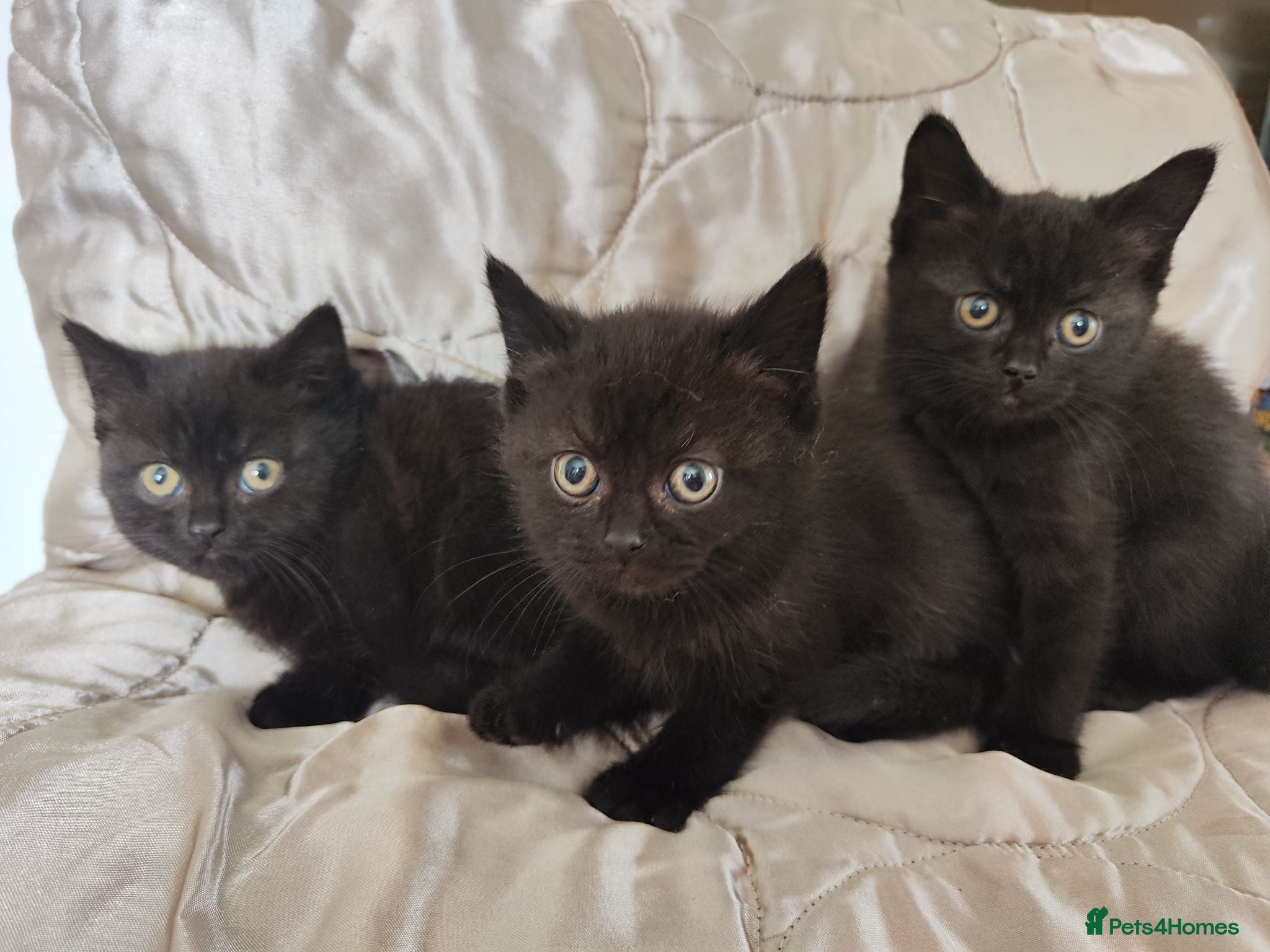 Mixed Breed cats British shorthair  - Advert 1
