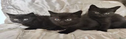 Mixed Breed cats for sale: British shorthair X - Advert 5