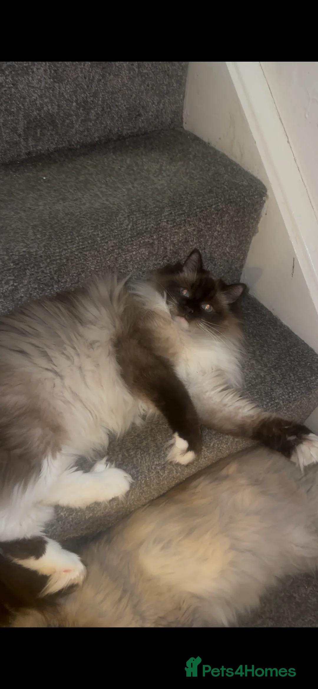 Ragdoll cats for sale: 2 ragdoll cats  - Advert 5