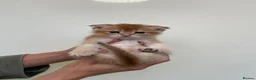 Scottish Fold cats for sale: LOVELY PUREBRED SCOTTISH FOLD CHINCHILLA KITTENS  - Advert 30