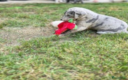 Great Dane dogs for sale: Beautiful Great Dane puppies for sale  - Image 2