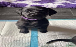Labrador Retriever dogs for sale: Black Labrador Puppies  - Image 3