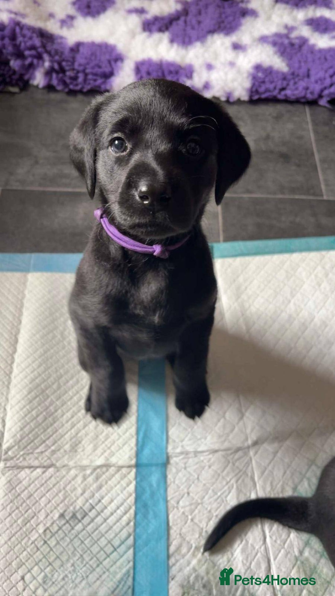 Labrador Retriever dogs for sale: Black Labrador Puppies  - Image 3