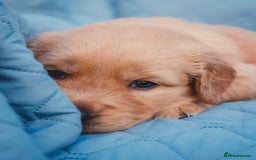 Golden Retriever dogs for sale: Golden Retriever Puppies KC Dad  - Image 13