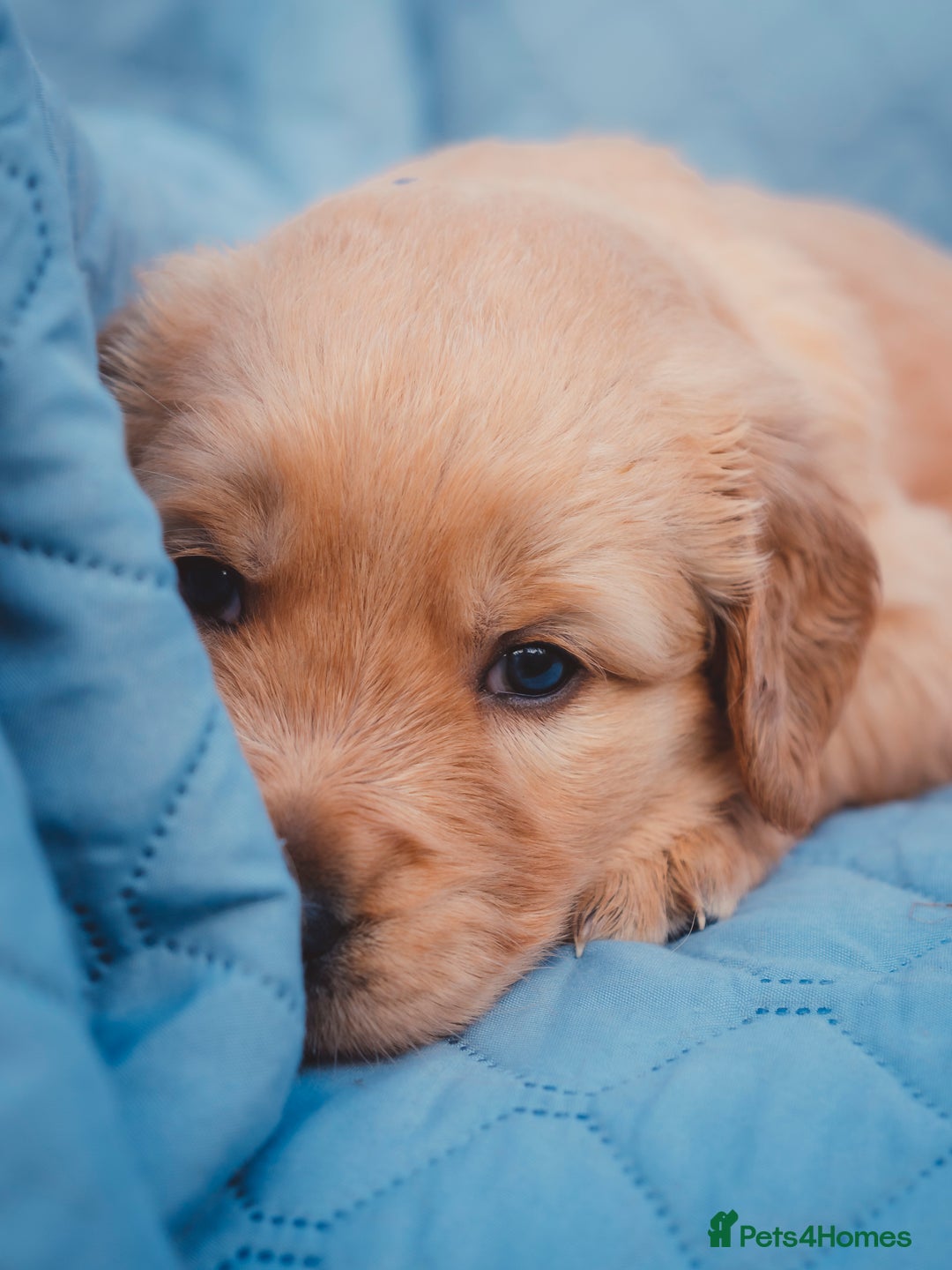 Golden Retriever dogs for sale: Golden Retriever Puppies KC Dad  - Image 13