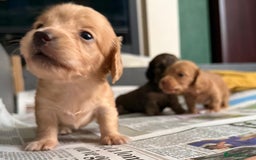 Miniature Dachshund dogs for sale: Red & Shaded Cream! KC Mini Long Haired Dachshunds - Image 20