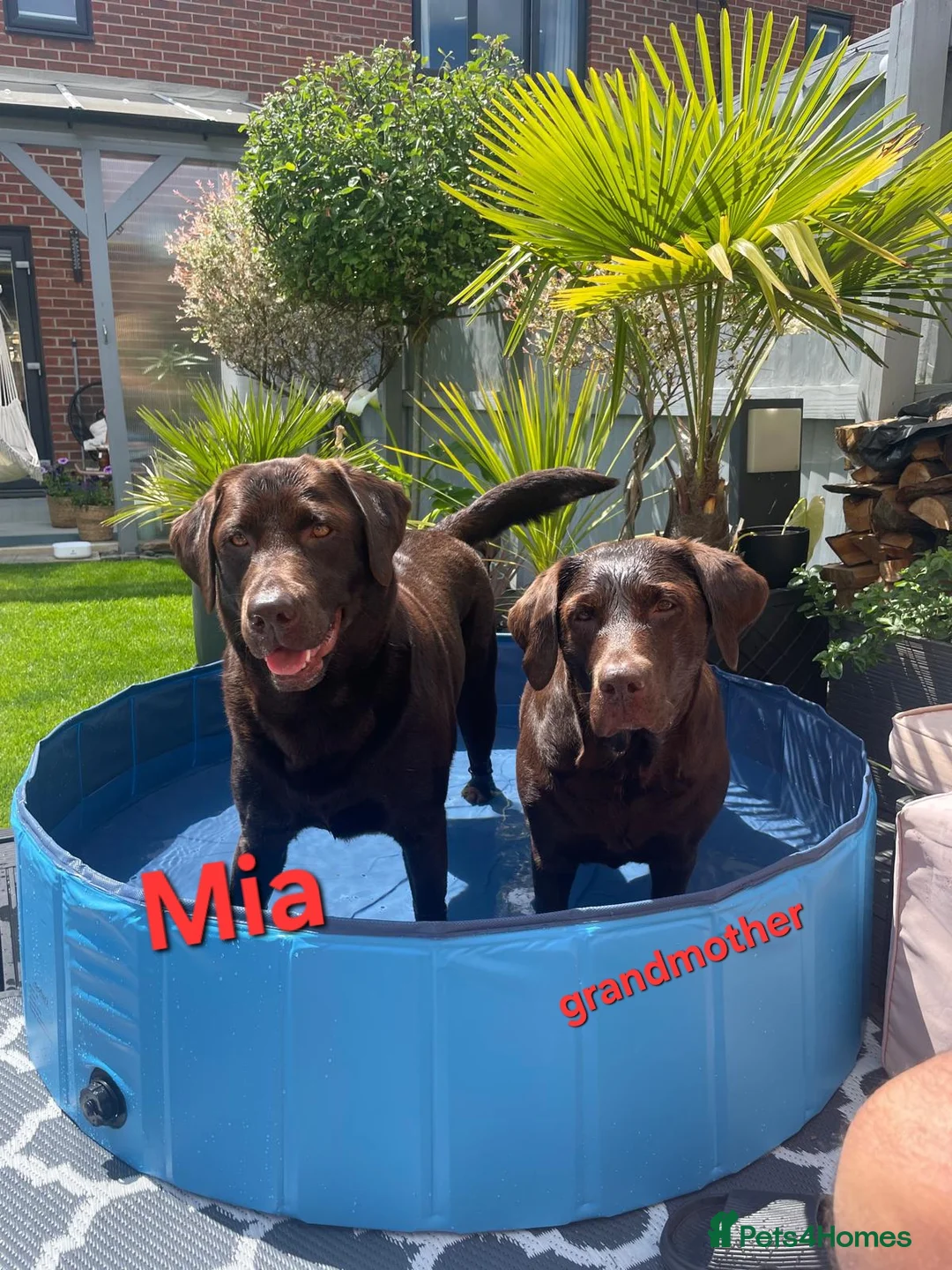 Labrador Retriever dogs for sale: Chocolate Puppies Expected  Waiting List Now Open  - Advert 9