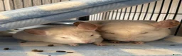 Chinchilla rodents for sale: Male Baby White Mosaic Chinchilla  in Bristol - Advert 5