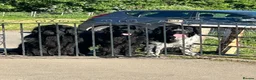 Newfoundland dogs for sale: New home for Hugo! - Advert 4