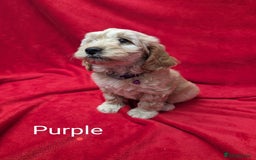 Sproodle dogs for sale: Beautiful F1b Sproodle Pups, 4 Boys & 4 Girls - Image 18