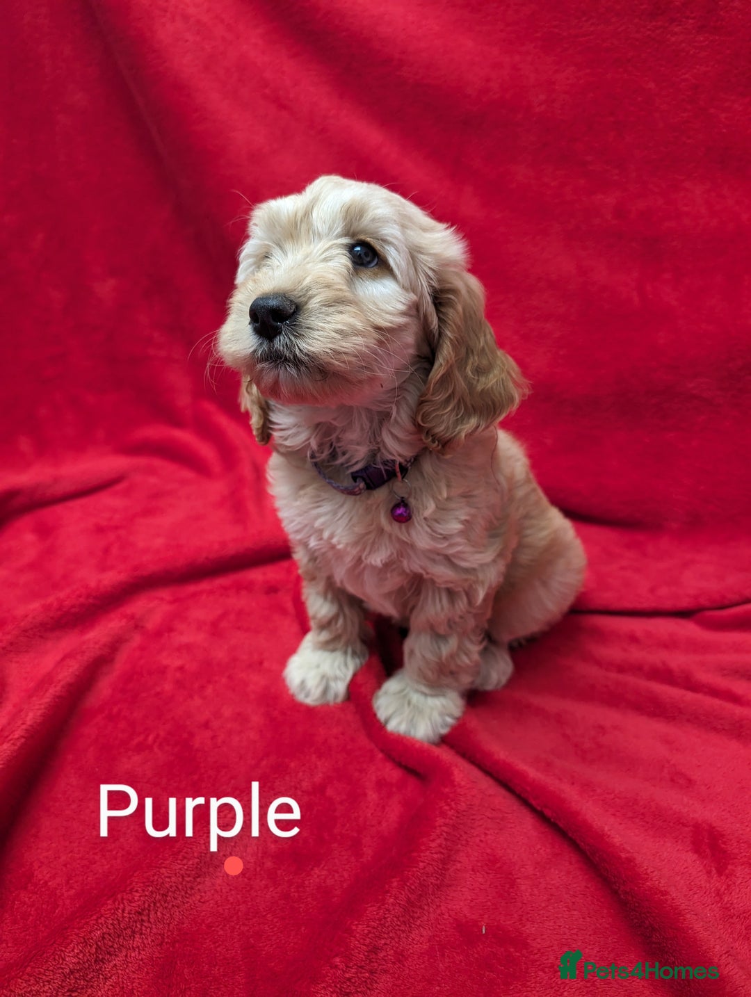 Sproodle dogs for sale: Beautiful F1b Sproodle Pups, 4 Boys & 4 Girls - Image 18