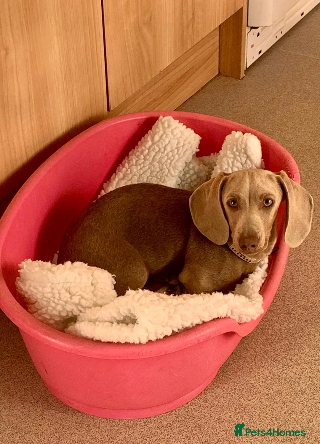 Dachshund dogs for sale: 9 month old Mini Smooth Dachshund boy - Advert 2