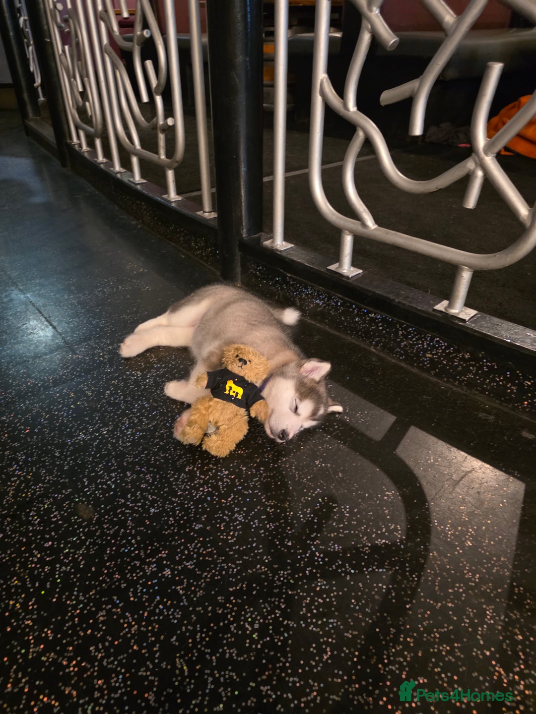 Alaskan Malamute dogs for sale: 9 week Old Alaskan Malamute Bitch - Advert 3