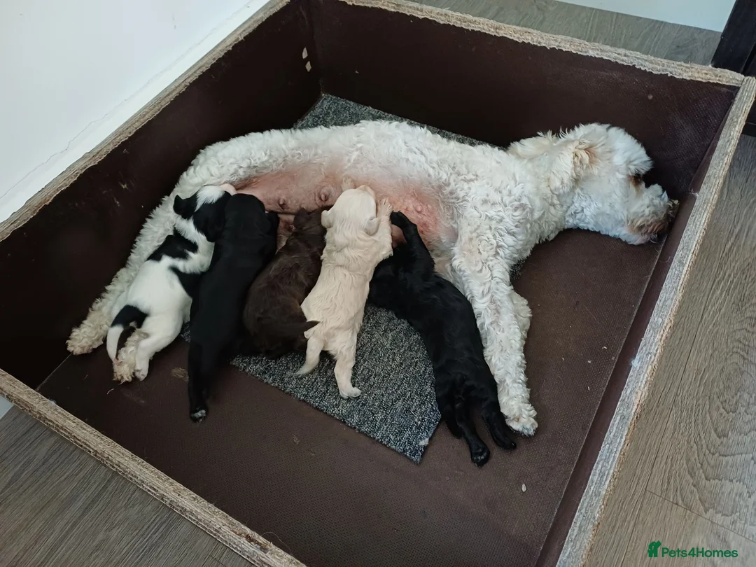Mixed Breed dogs for sale: Stunning Maltipoo X Miniature Schnauzer - Advert 2