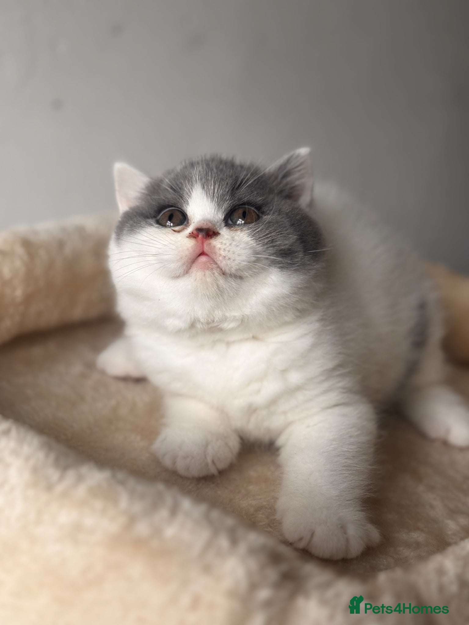 British Shorthair cats for sale: Gorgeous British shorthair and longhair💙💖🏆🏆 - Advert 1