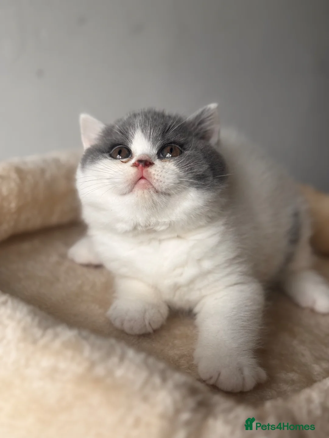 British Shorthair cats for sale: Gorgeous British shorthair and longhair💙💖🏆🏆 - Advert 1