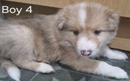Mixed Breed dogs for sale: Beautiful three quarter Rough collie puppies  - Image 7