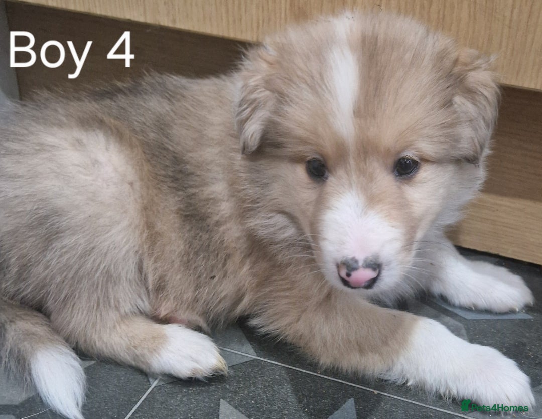 Mixed Breed dogs for sale: Beautiful three quarter Rough collie puppies  - Image 7