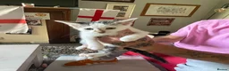 Mixed Breed cats for sale: 2 short haired kittens for sale  - Advert 2