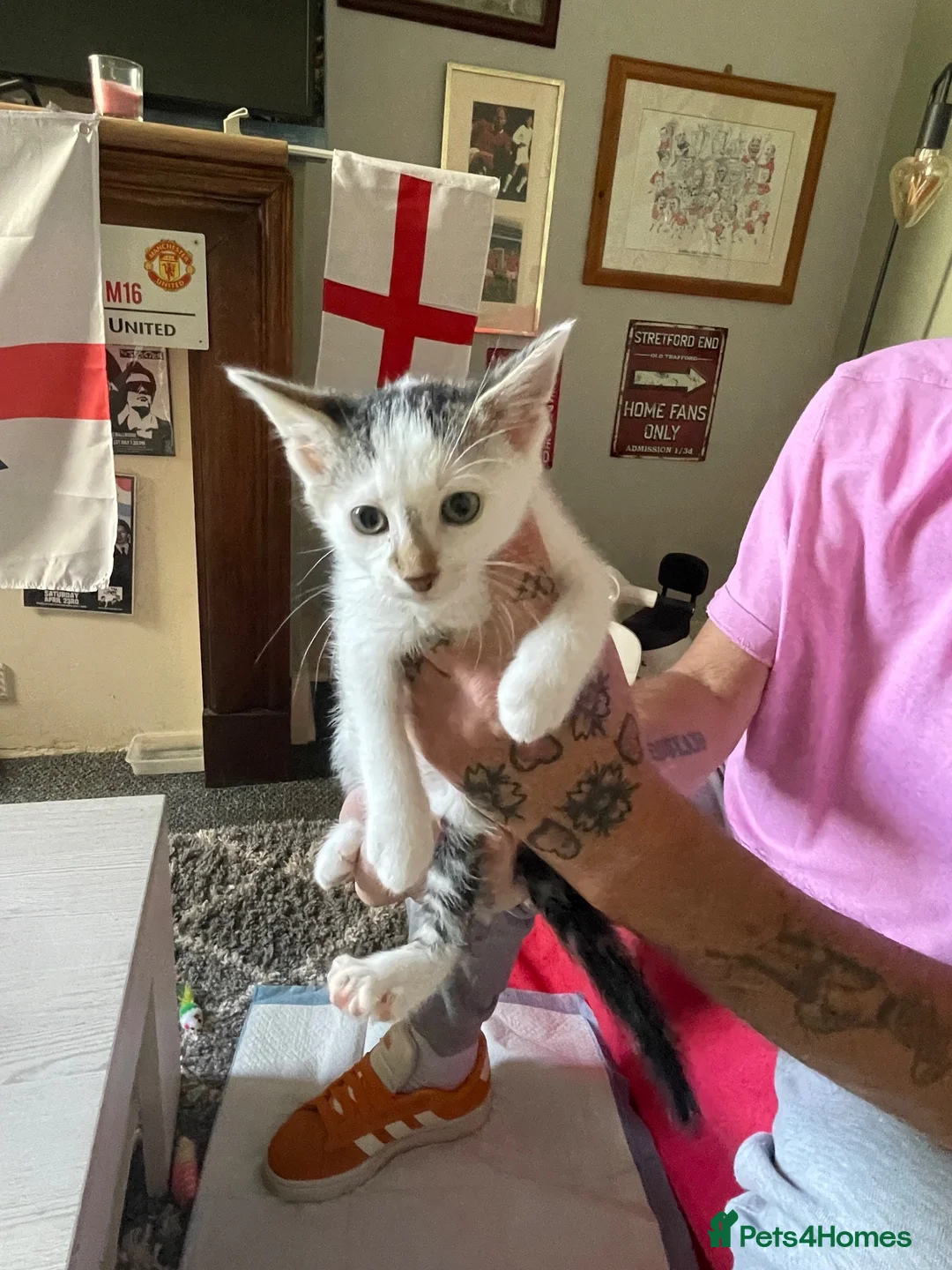 Mixed Breed cats for sale: 2 short haired kittens for sale  - Advert 2
