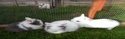 Lionhead rabbits for sale: BEAUTIFUL BABY LIONHEAD RABBITS WITH BLUE EYES in Southampton - Advert 12