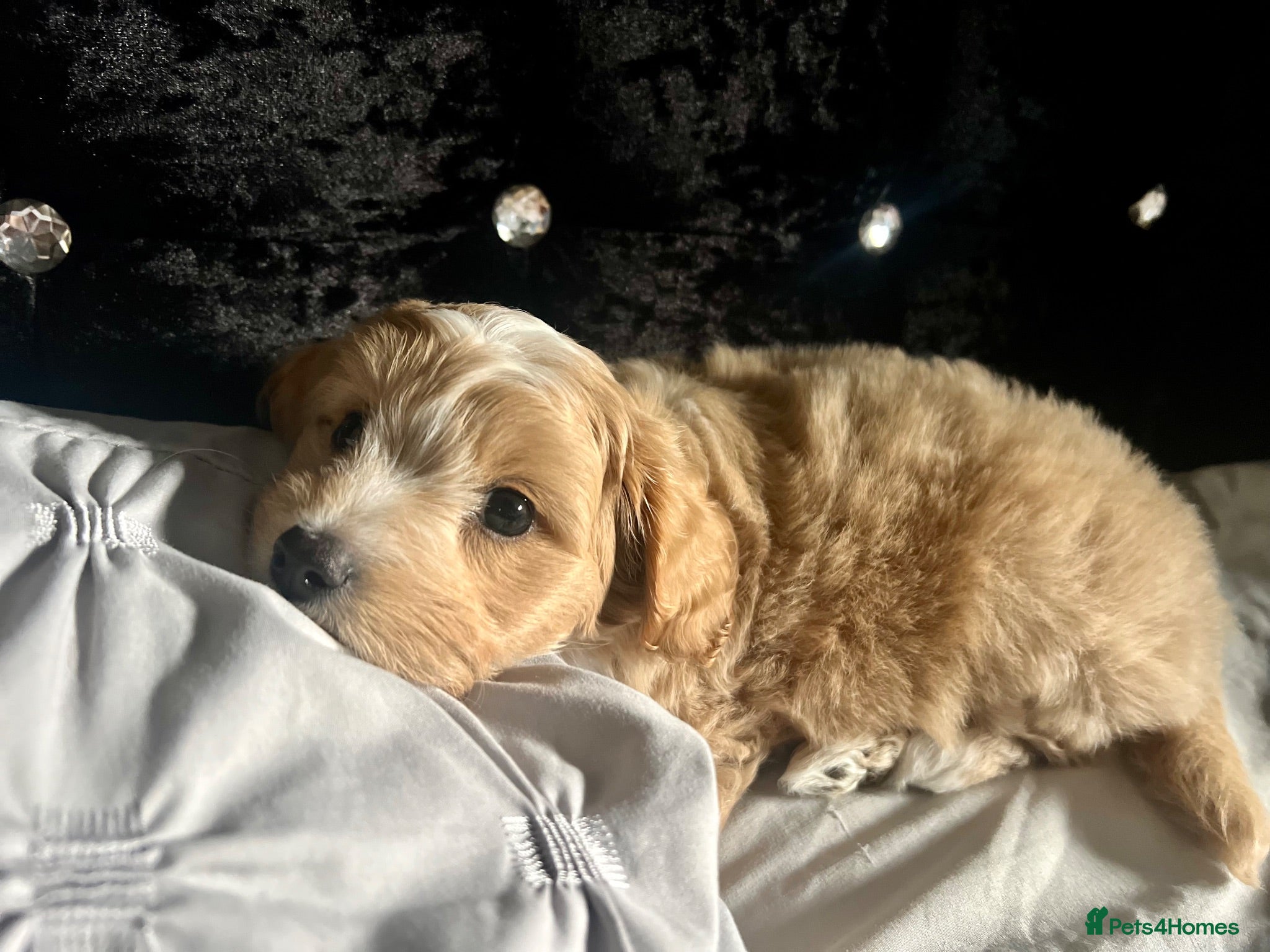 Maltipoo dogs Beautiful Malitpoo Male Puppy  - Advert 3
