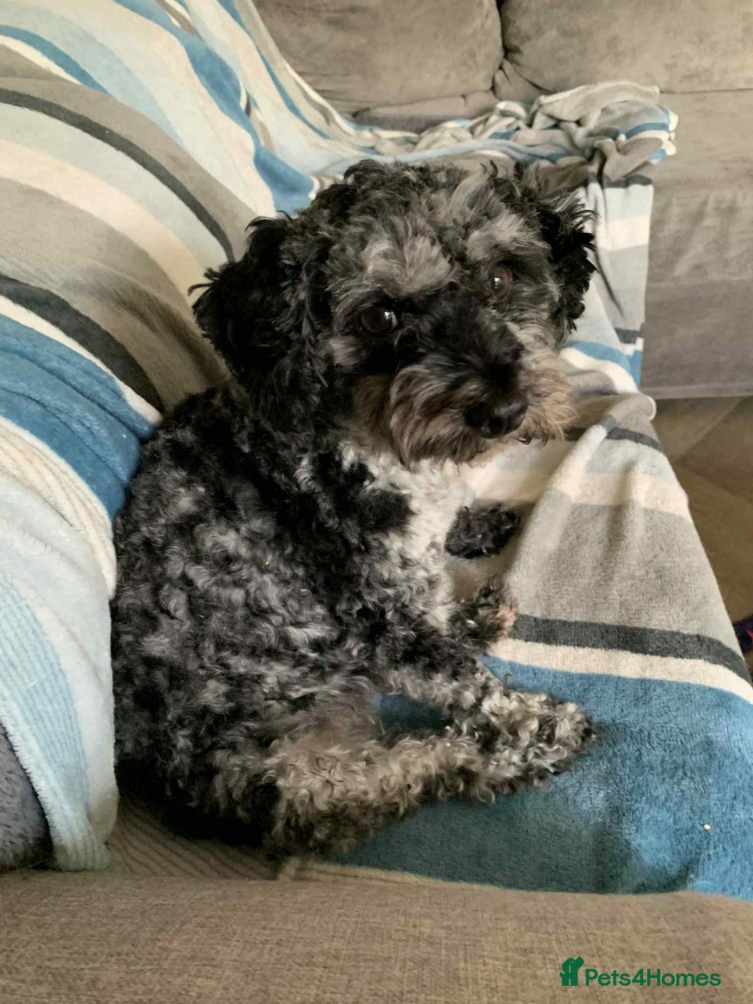 Cavapoo dogs for sale: 3 year old cockapoo female - Image 1