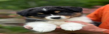 Tri girl