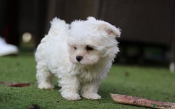Maltese dogs for sale: 𝐓𝐢𝐧𝐲 𝐊𝐨𝐫𝐞𝐚𝐧 𝐌𝐚𝐥𝐭𝐞𝐬𝐞 𝐩𝐮𝐩𝐬 🐶  - Image 6