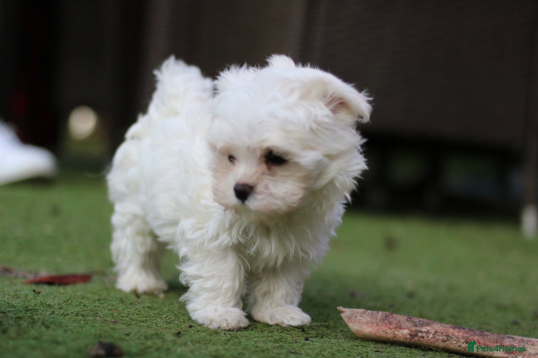 Maltese dogs for sale: 𝐓𝐢𝐧𝐲 𝐊𝐨𝐫𝐞𝐚𝐧 𝐌𝐚𝐥𝐭𝐞𝐬𝐞 𝐩𝐮𝐩𝐬 🐶  - Image 6