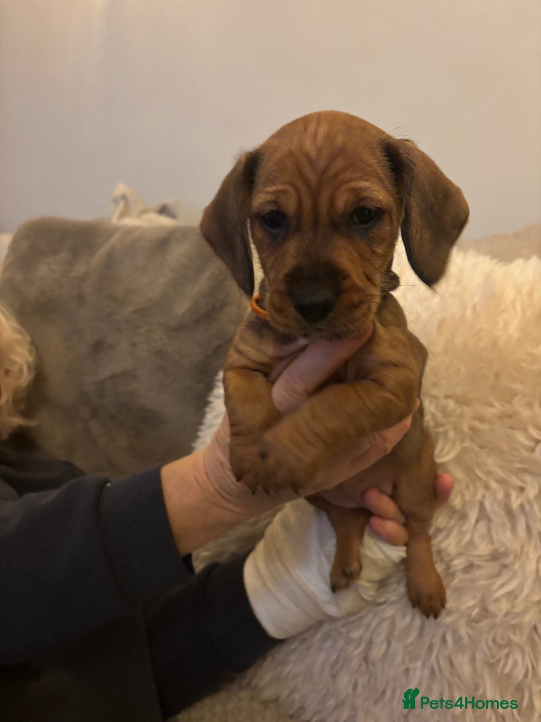 Dachshund dogs for sale: Tekel (wire haired dachshund) READY TO GO NOW - Advert 18