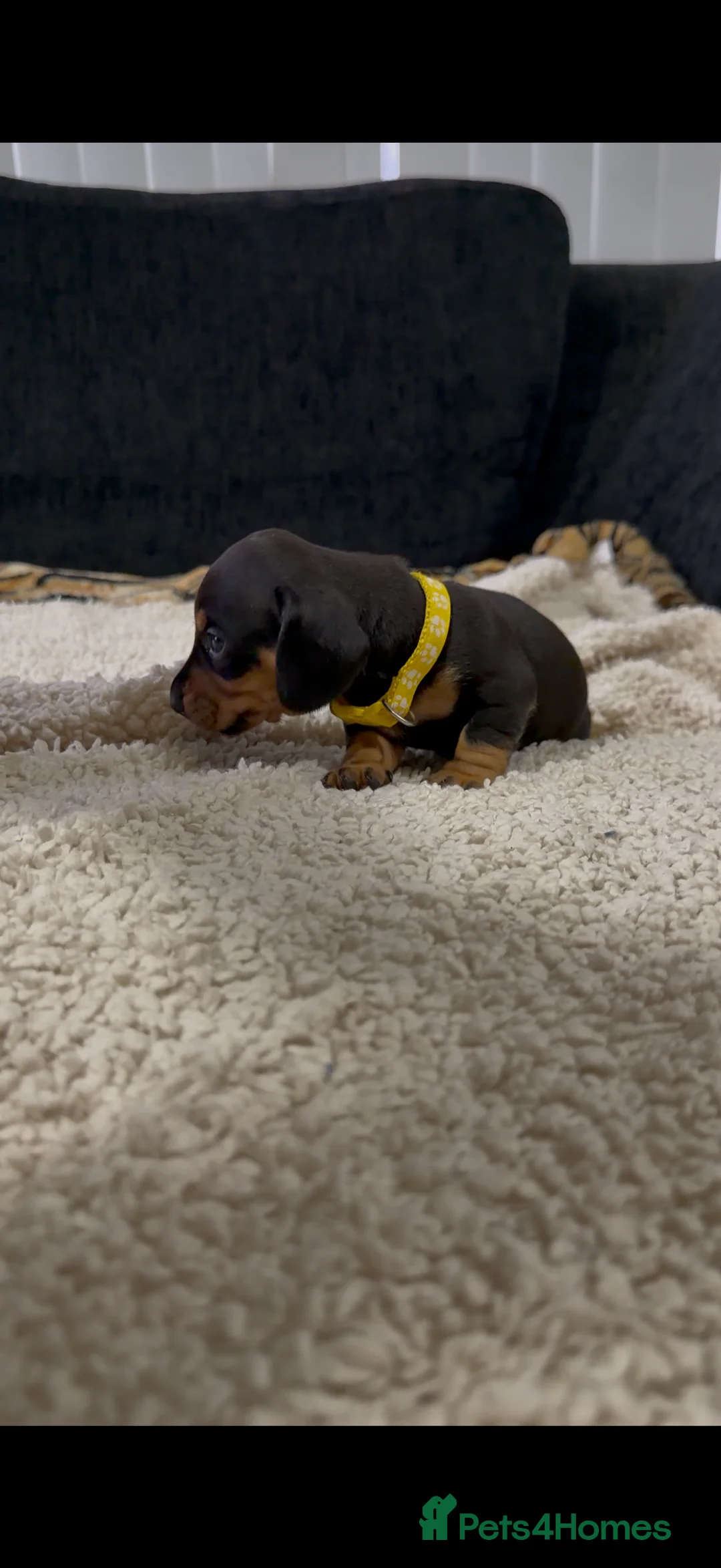 Miniature Dachshund dogs for sale: Miniature Dachshund Puppies - Advert 16
