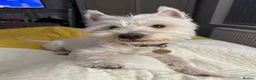 West Highland Terrier dogs for stud: KC Registered West Highland White Terrier *STUD* - Advert 16