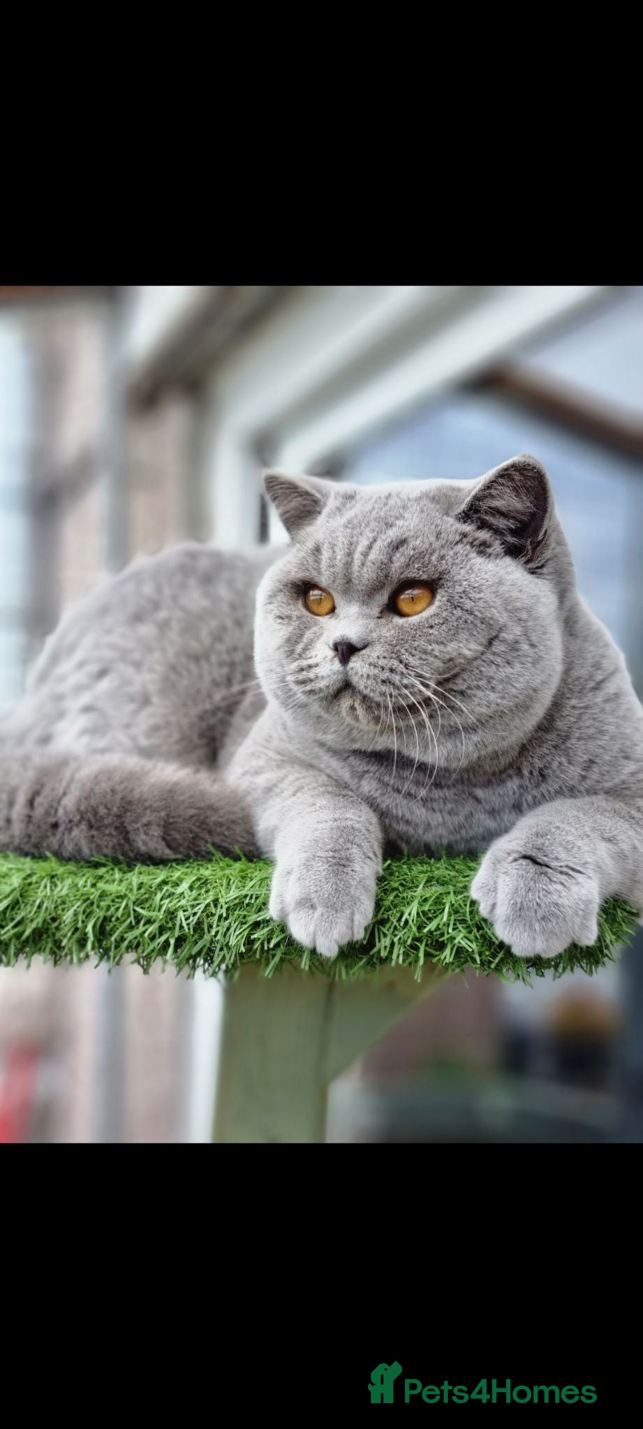British Shorthair cats British blue Shorthair boy. - Advert 1