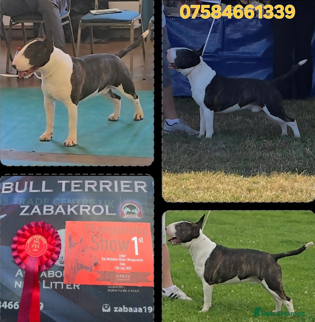 English Bull Terrier dogs TOP PEDIGREE IN UK, CRUFTS QUALIFIER, CHAMP FAMILY - Advert 3